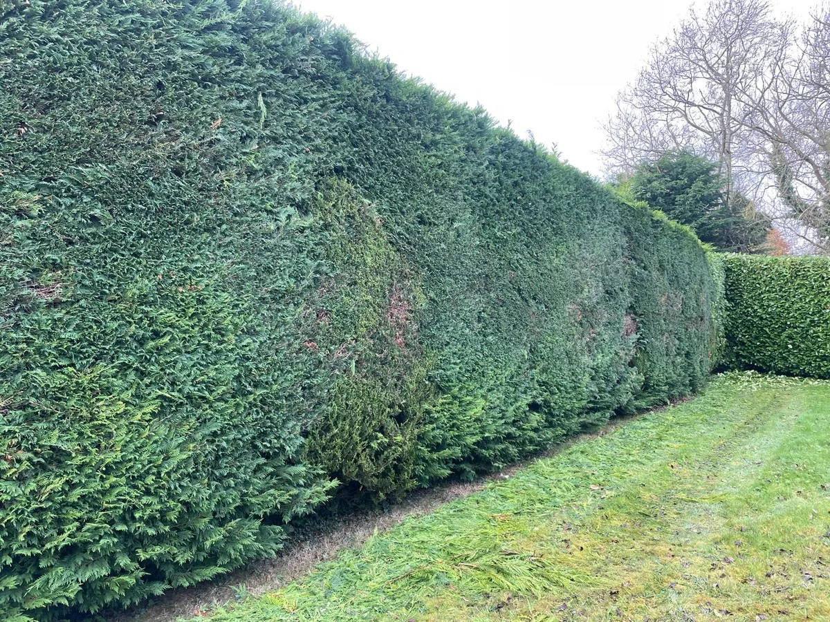 Hedge cutting - Image 3
