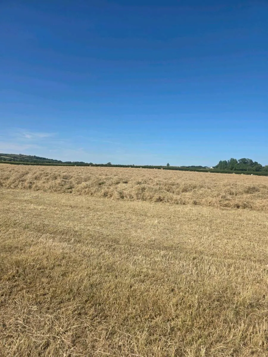 Hay - Image 2