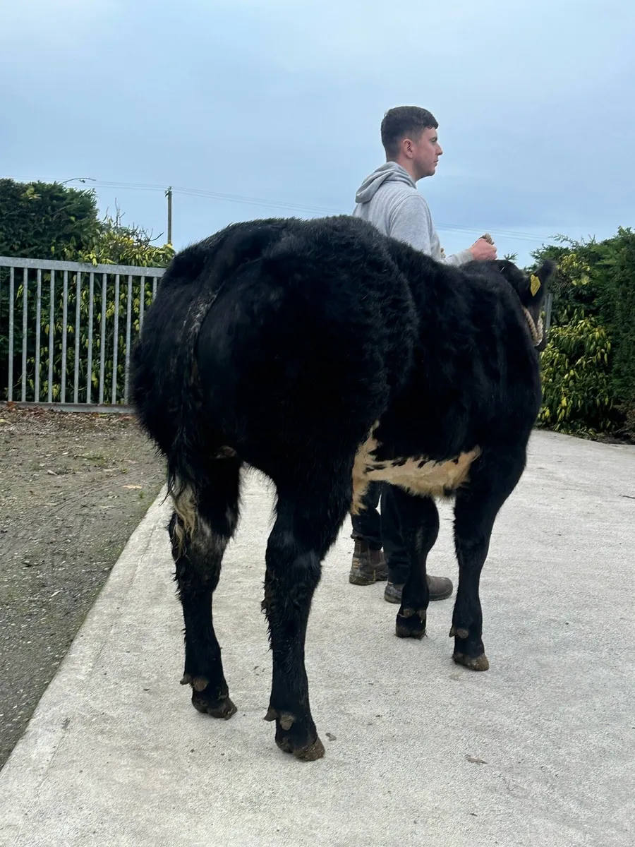 ✨Show Hybrid Bull ✨lot 2242 - Image 1