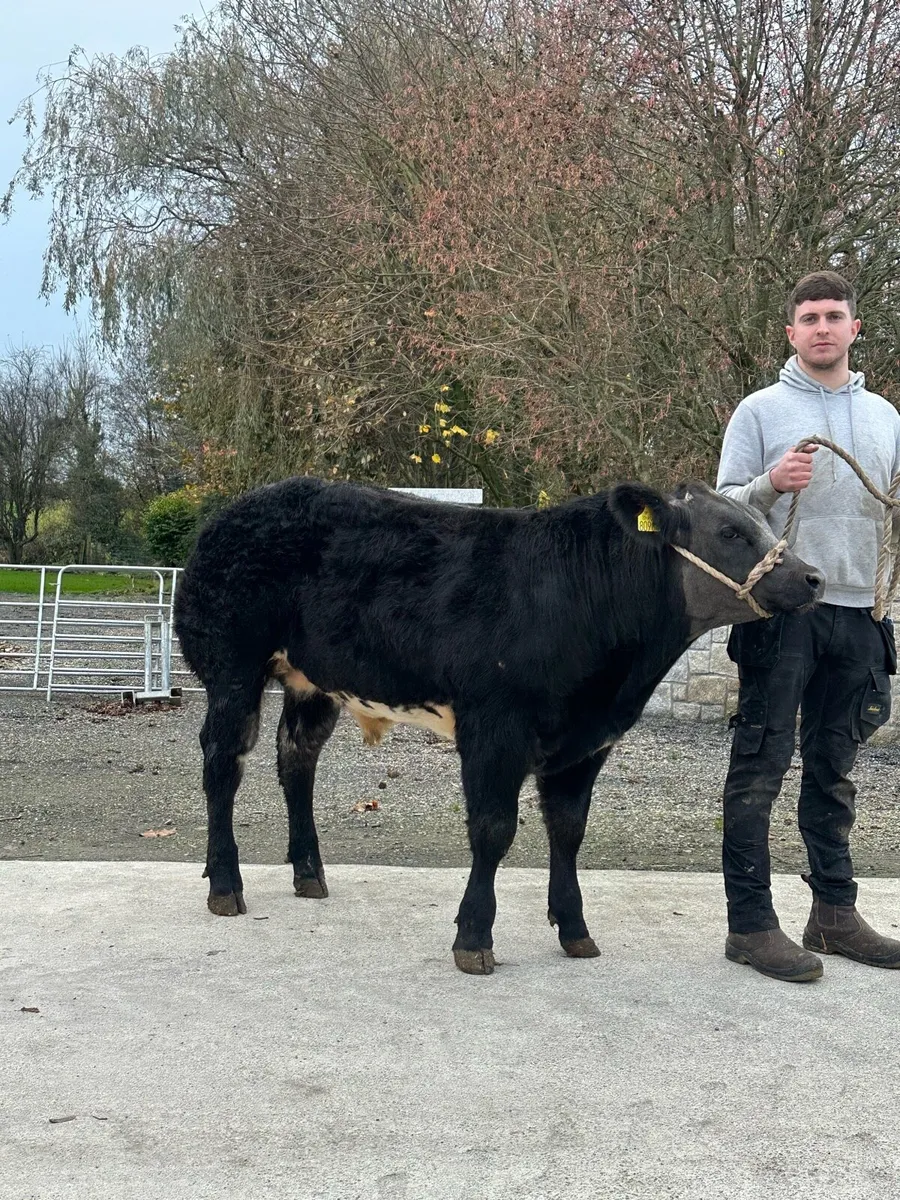 ✨Show Hybrid Bull ✨lot 2242 - Image 3