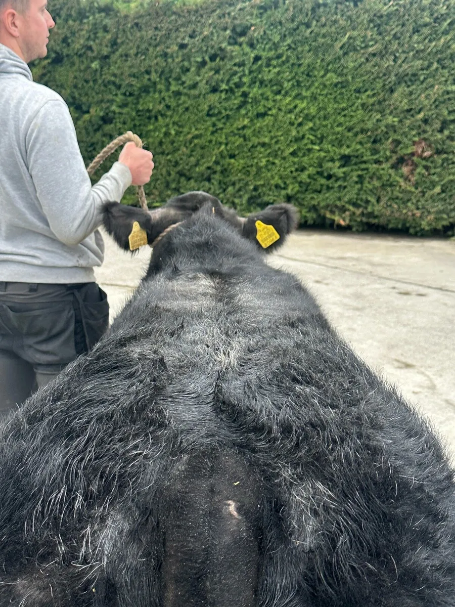 Show Hybrid Bull lot 2242 for sale in Co. Laois for €0 on DoneDeal