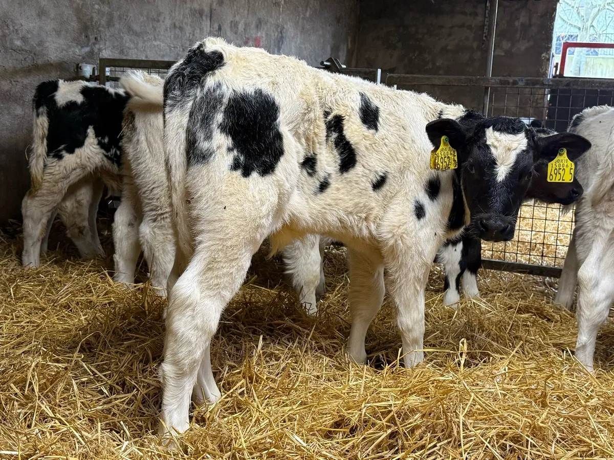 14 Belgian Blue Bull Calves - Image 1