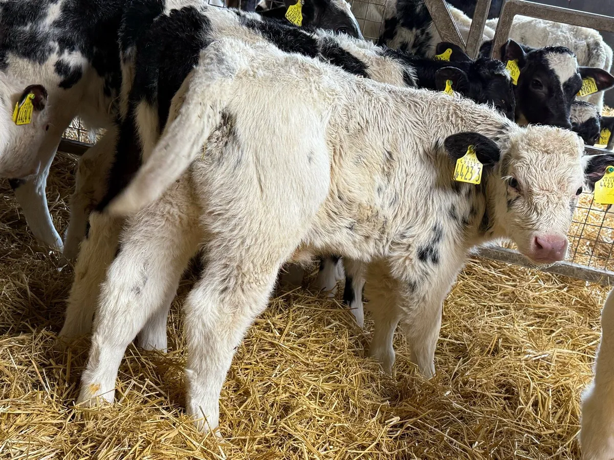 14 Belgian Blue Bull Calves - Image 2