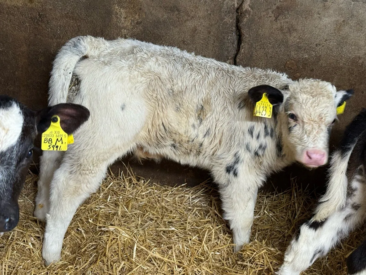 14 Belgian Blue Bull Calves - Image 3