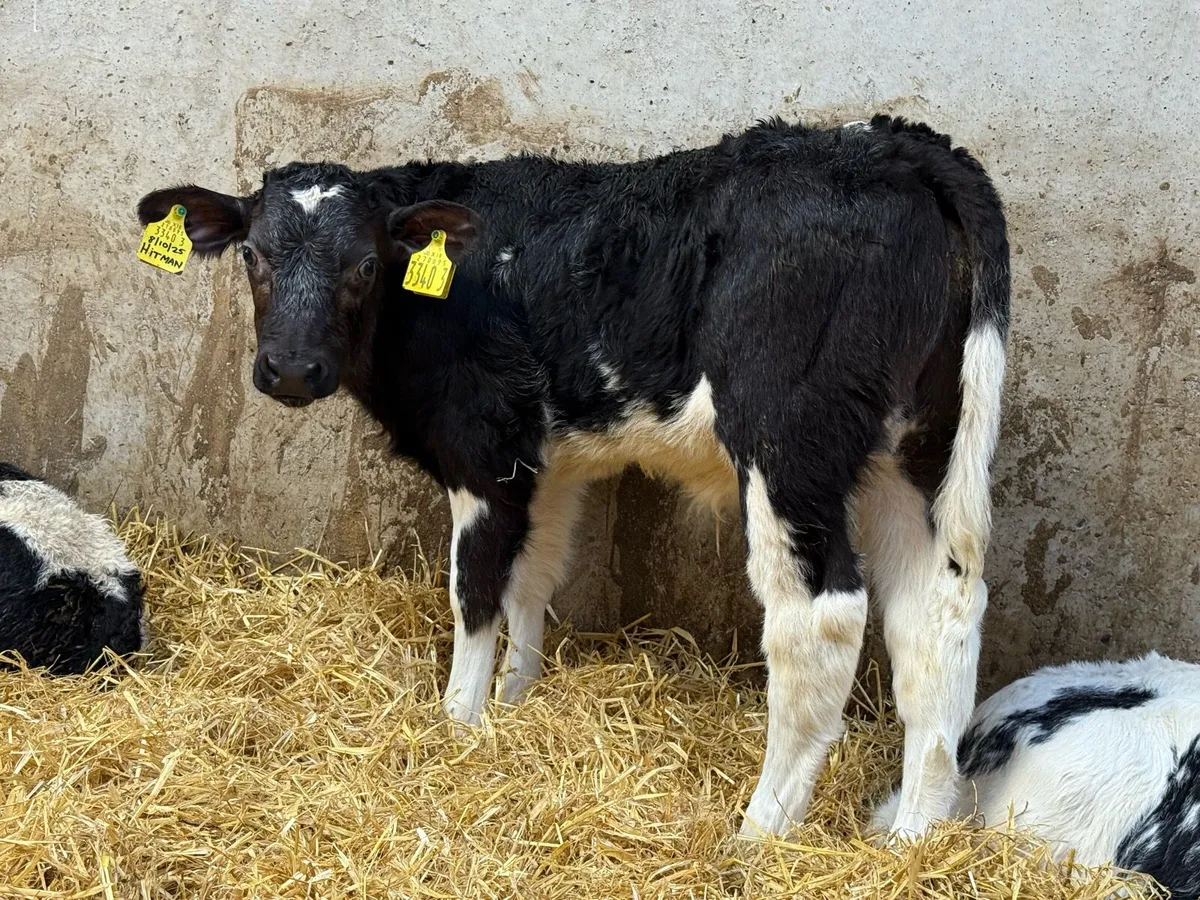 👌 Top Grade Calves 👌 - Image 1