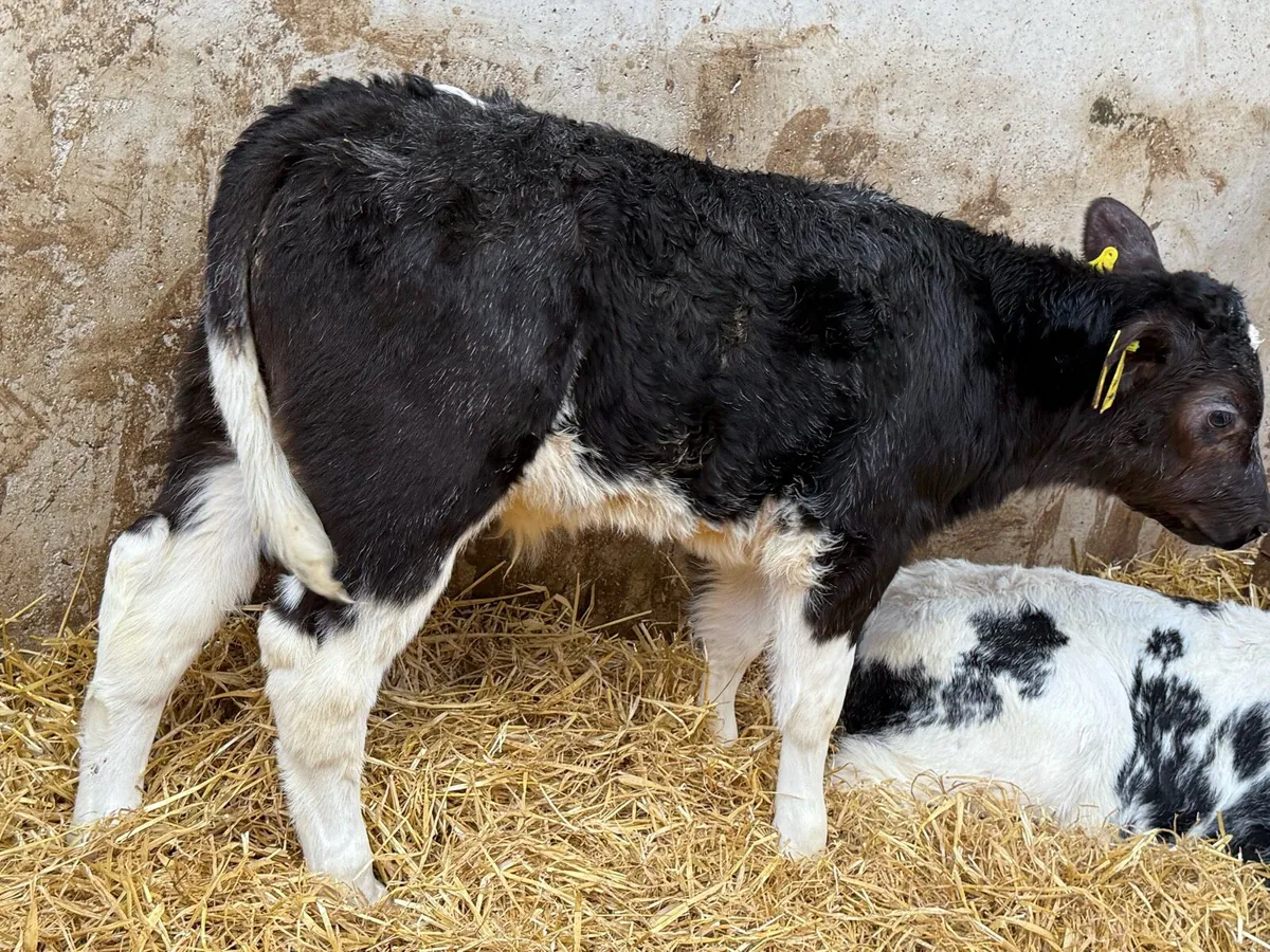 👌 Top Grade Calves 👌 - Image 2