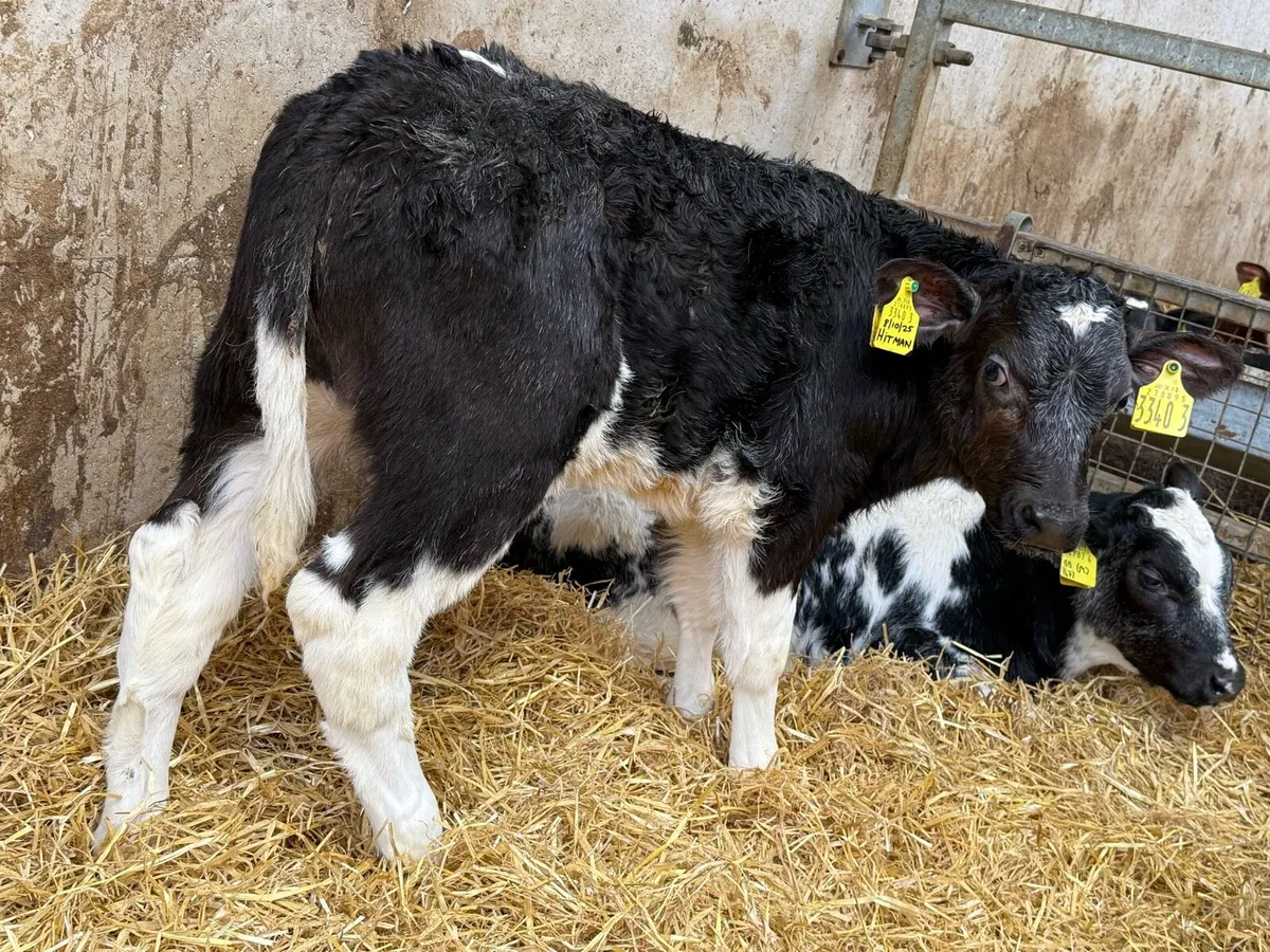 👌 Top Grade Calves 👌 - Image 3