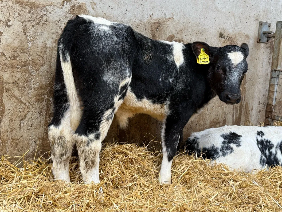 👌 Top Grade Calves 👌 - Image 4