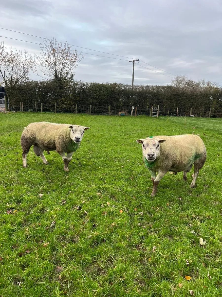PB Texel Rams - Image 1