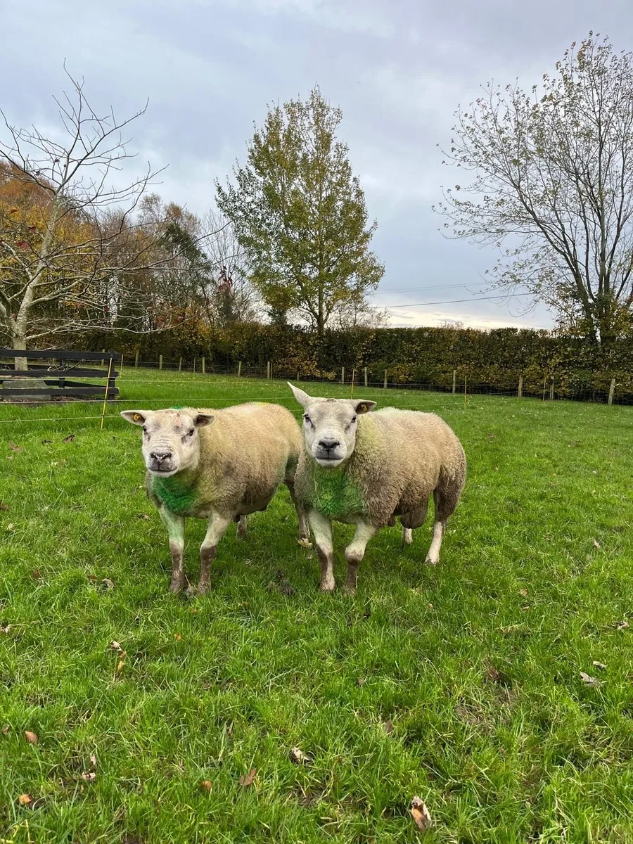 PB Texel Rams - Image 2