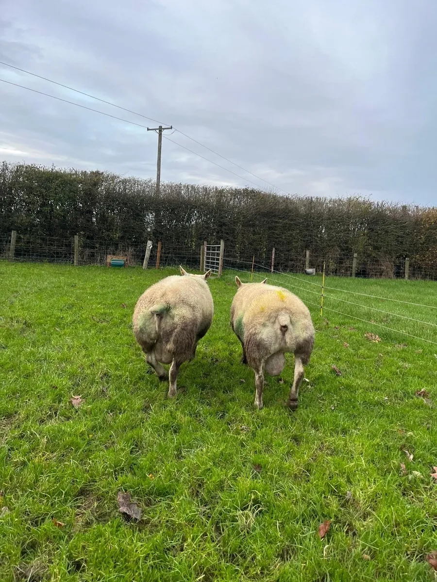 PB Texel Rams - Image 3