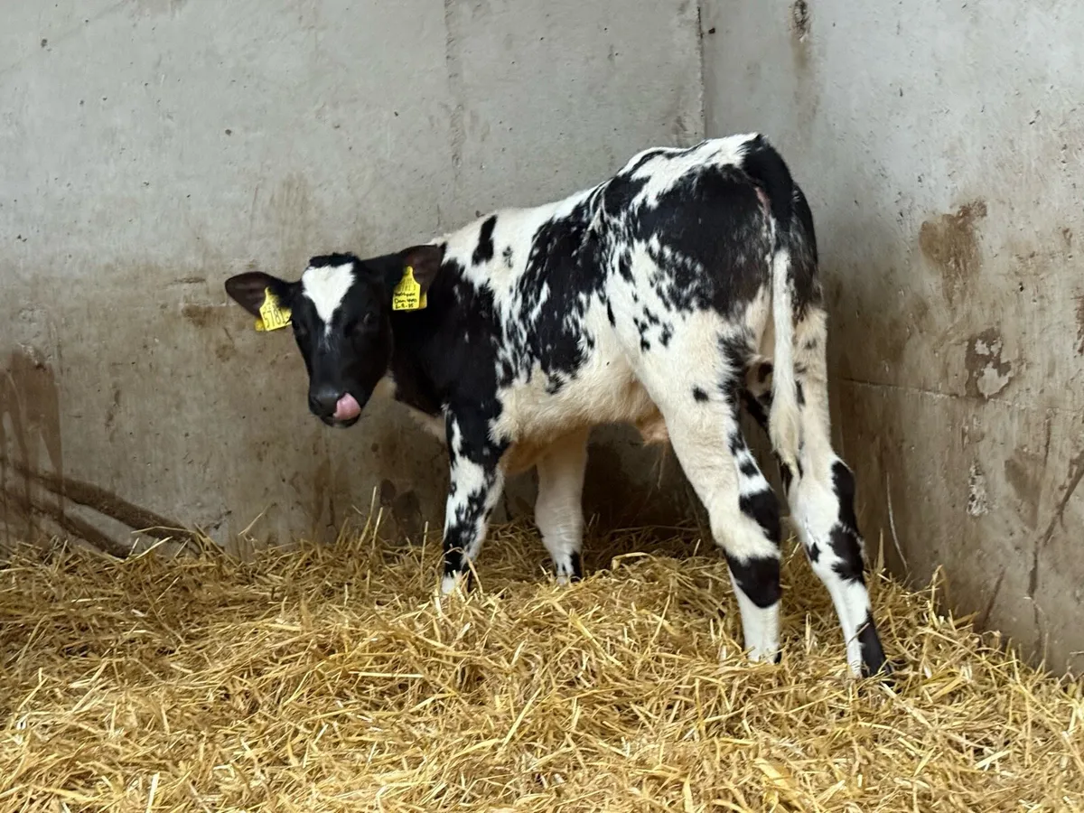 Charolais and Belgian Blue Bulls - Image 1