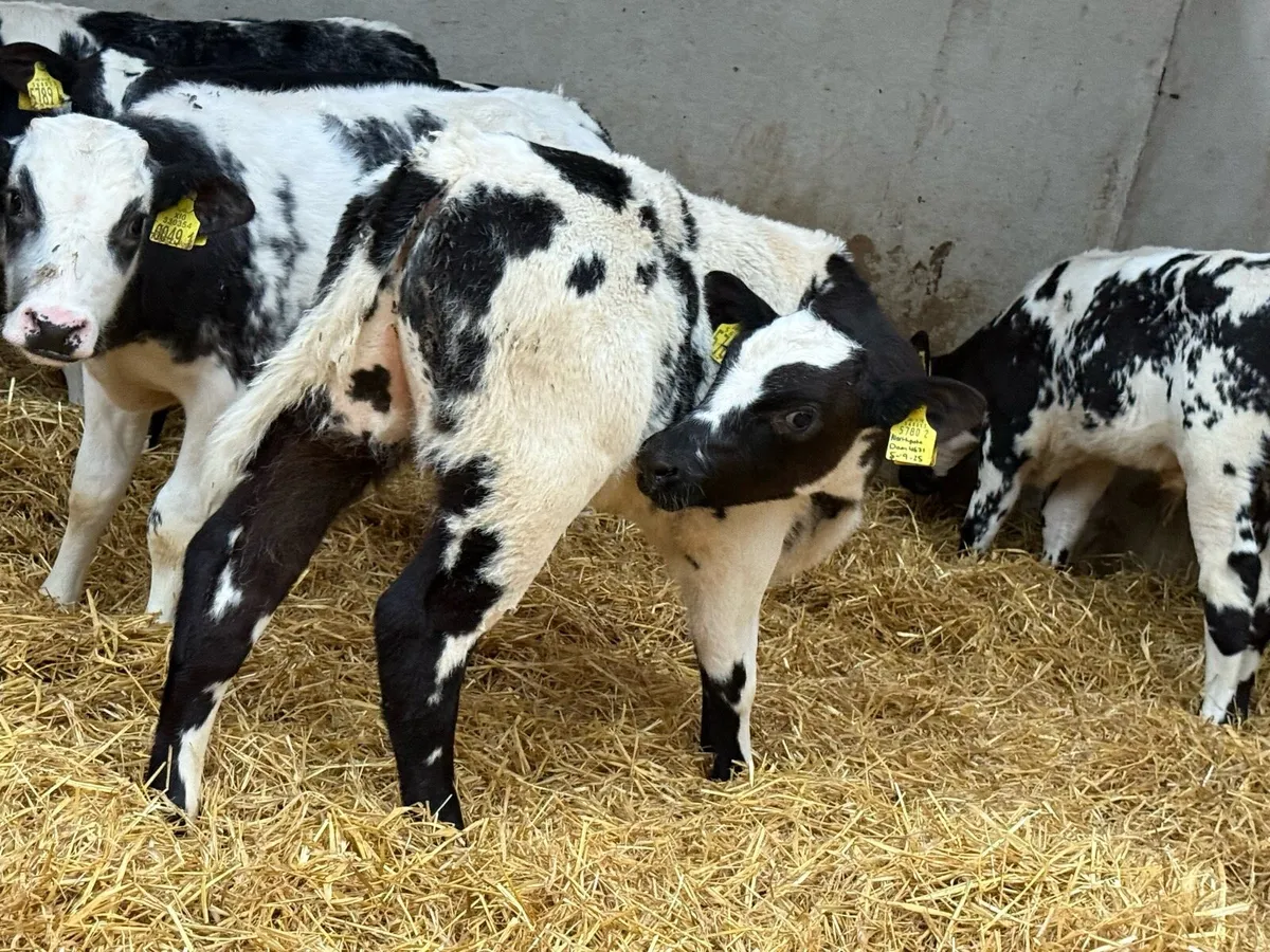 Charolais and Belgian Blue Bulls - Image 2