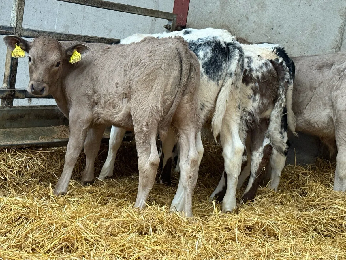 Charolais and Belgian Blue Bulls - Image 3