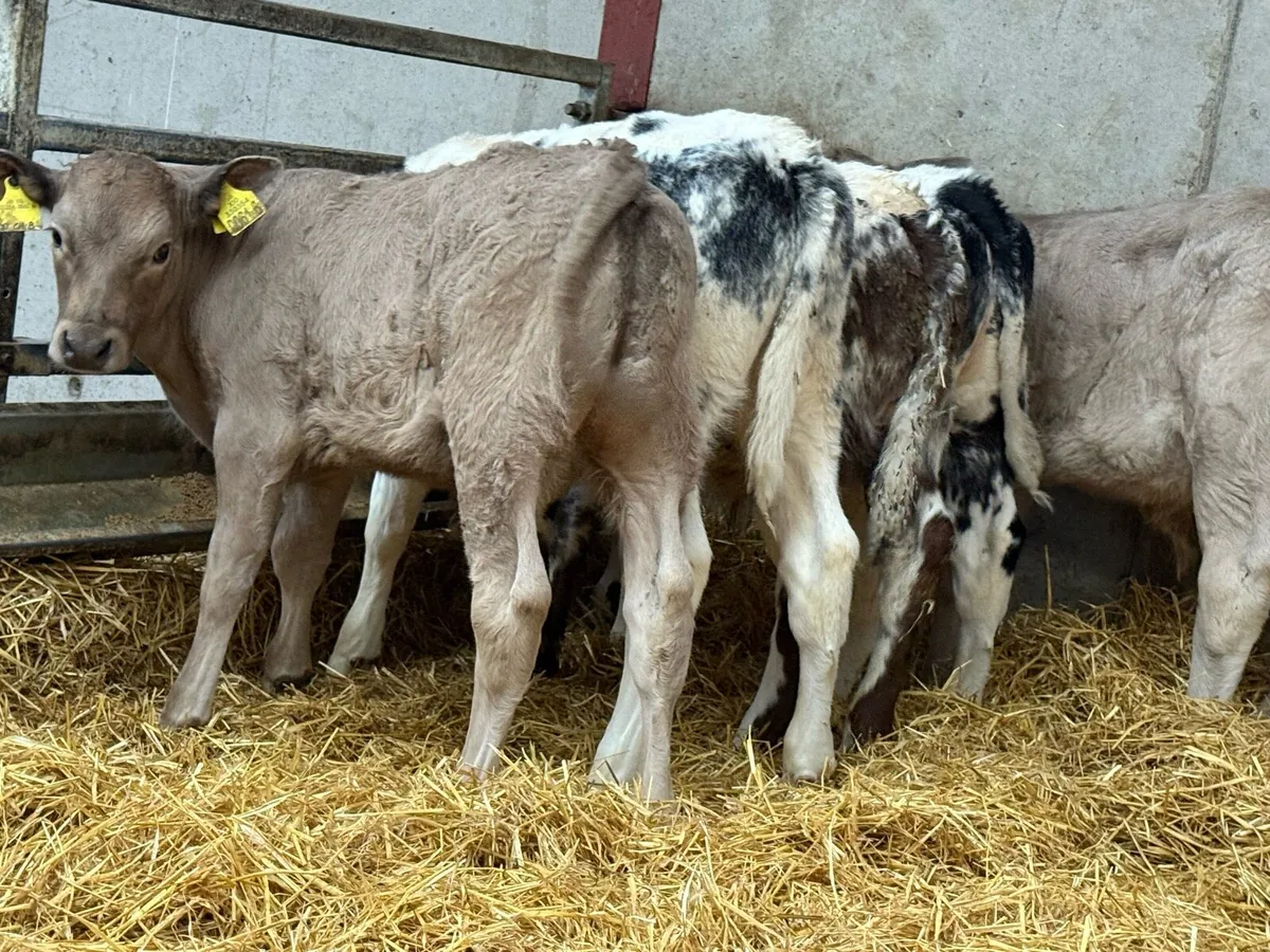 Charolais and Belgian Blue Bulls - Image 4