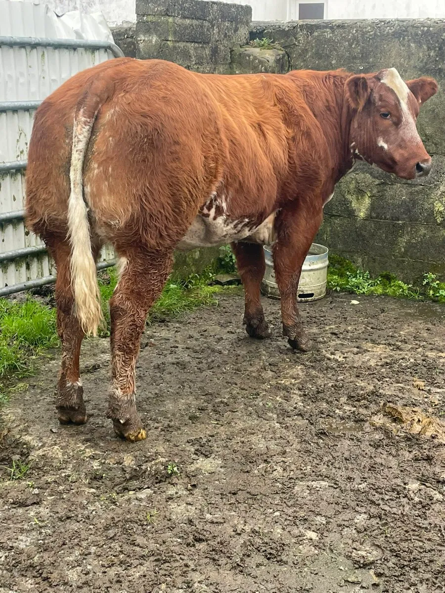 For sale *GORT MART* this Thursday - Image 2