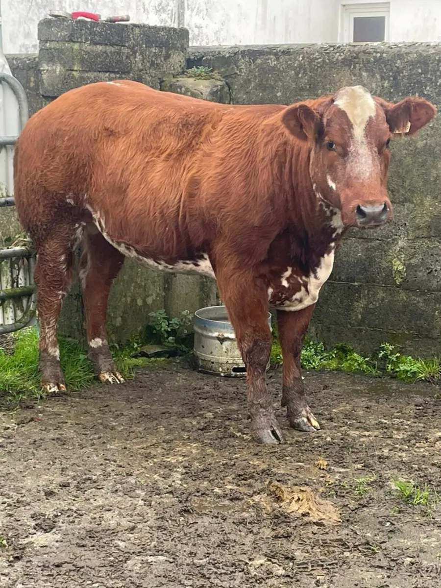 For sale *GORT MART* this Thursday - Image 1