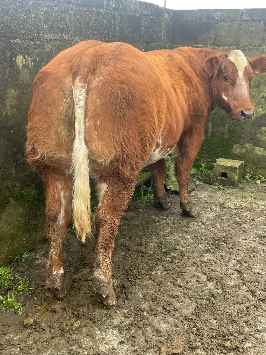 For sale *GORT MART* this Thursday - Image 4