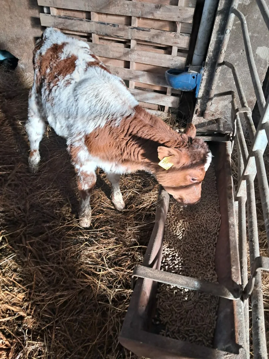 Calves - Image 3