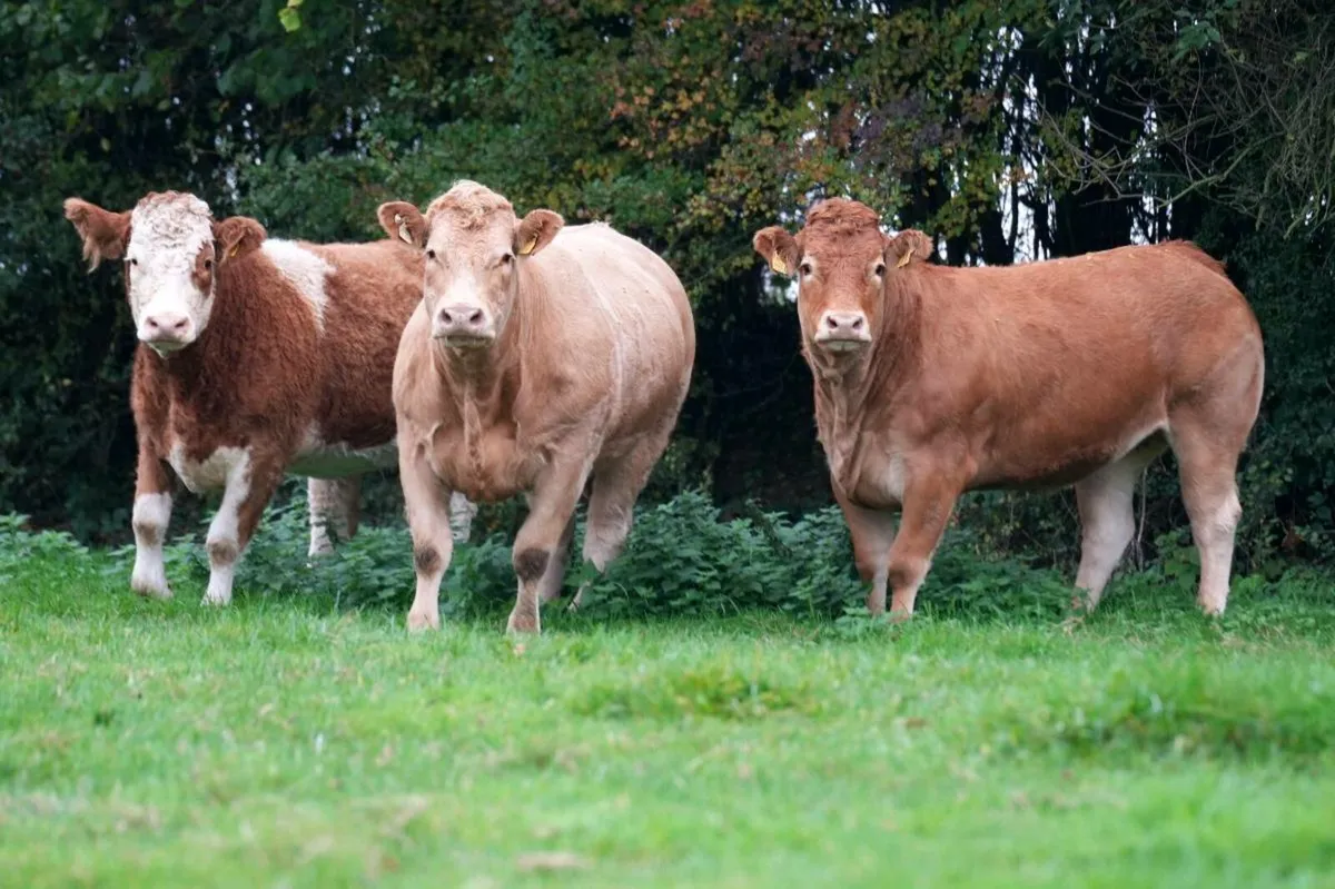In calf heifers carrigallen mart tonight - Image 1