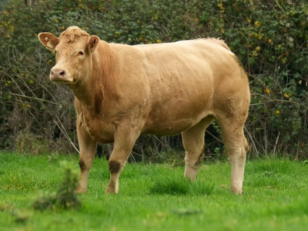 In calf heifers carrigallen mart tonight - Image 2