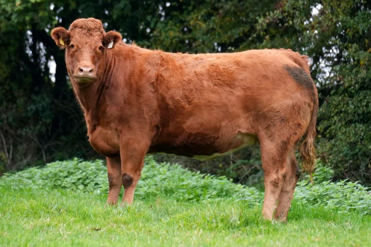 In calf heifers carrigallen mart tonight - Image 3