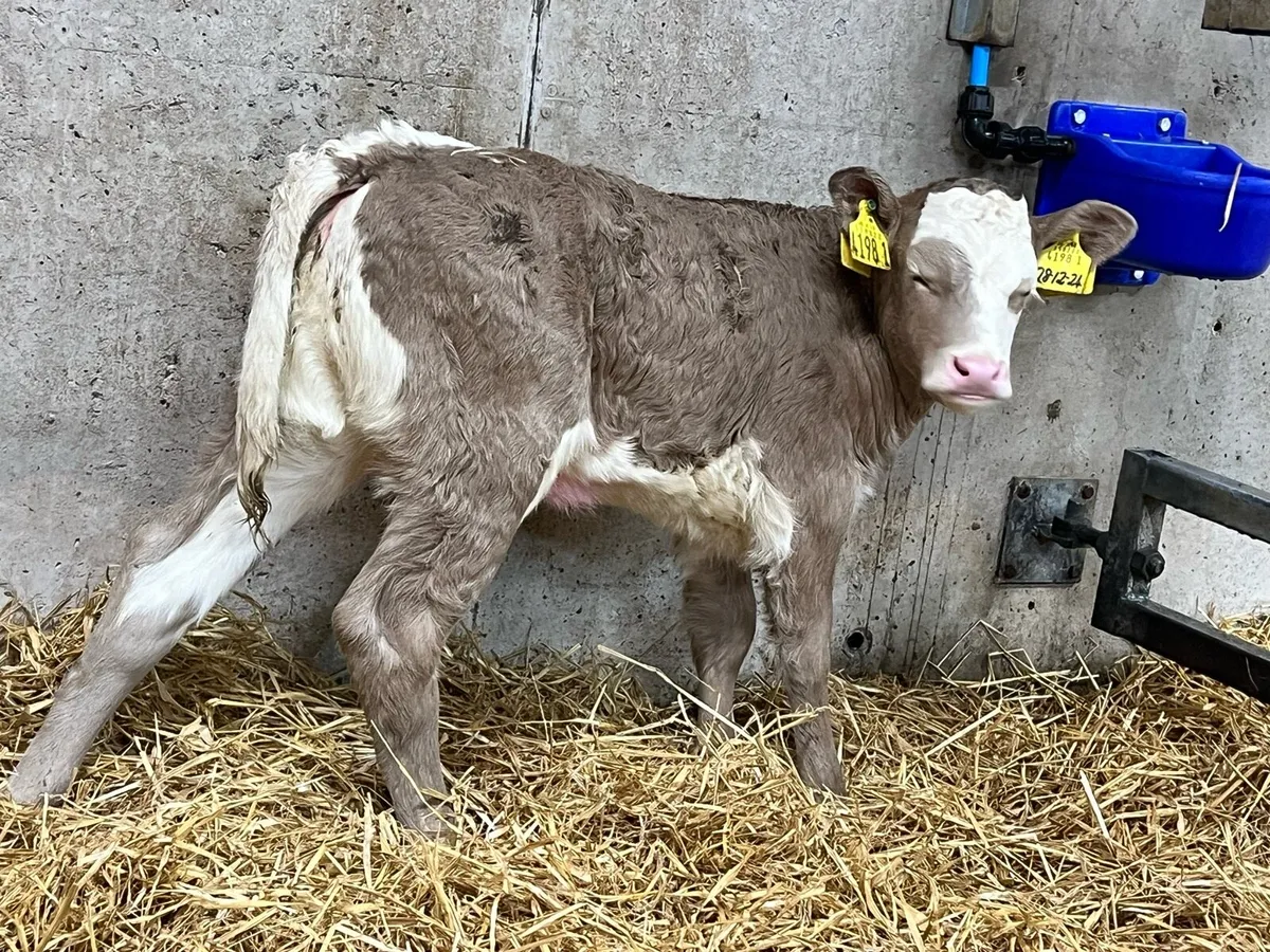 Charolais Heifers - Image 1