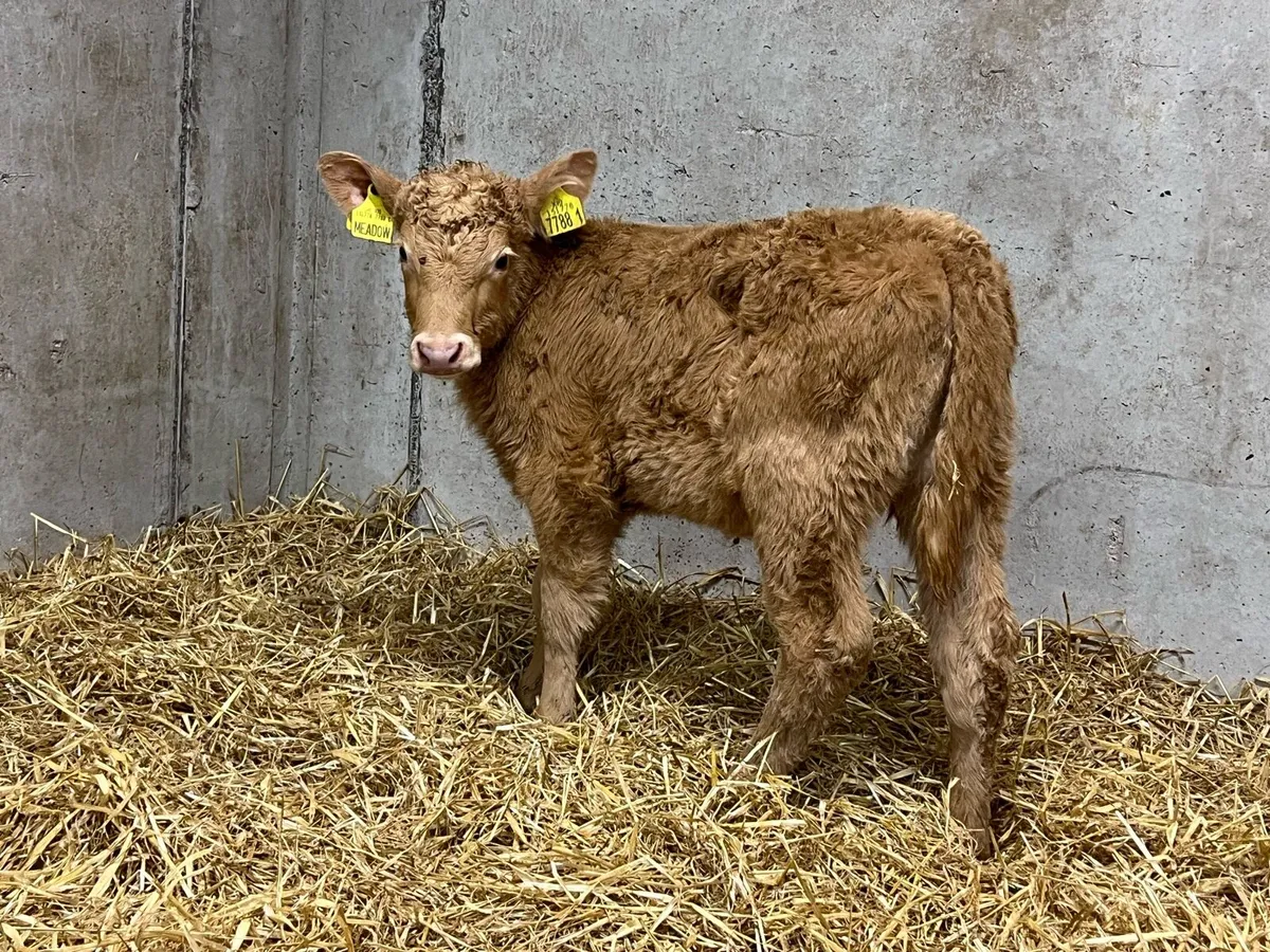 Charolais Heifers - Image 2