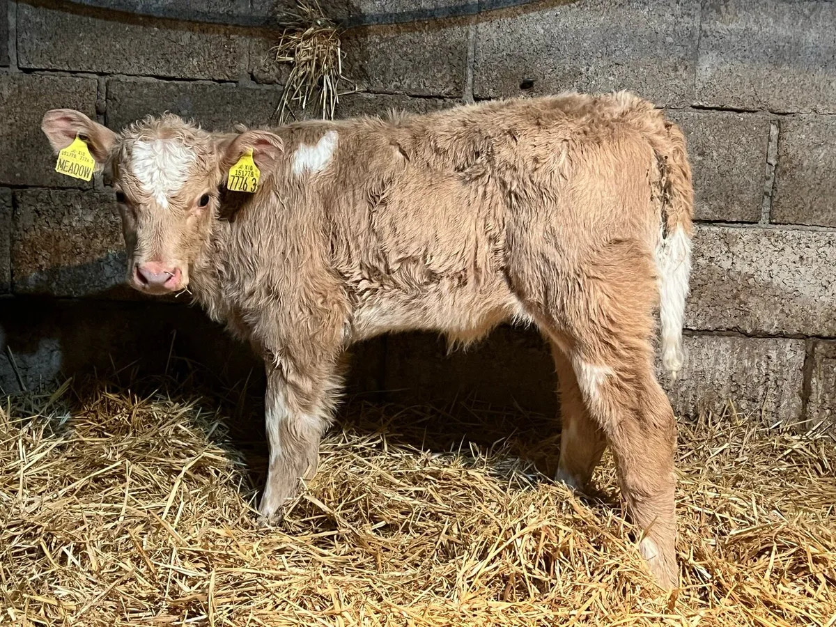 Charolais Heifers - Image 3