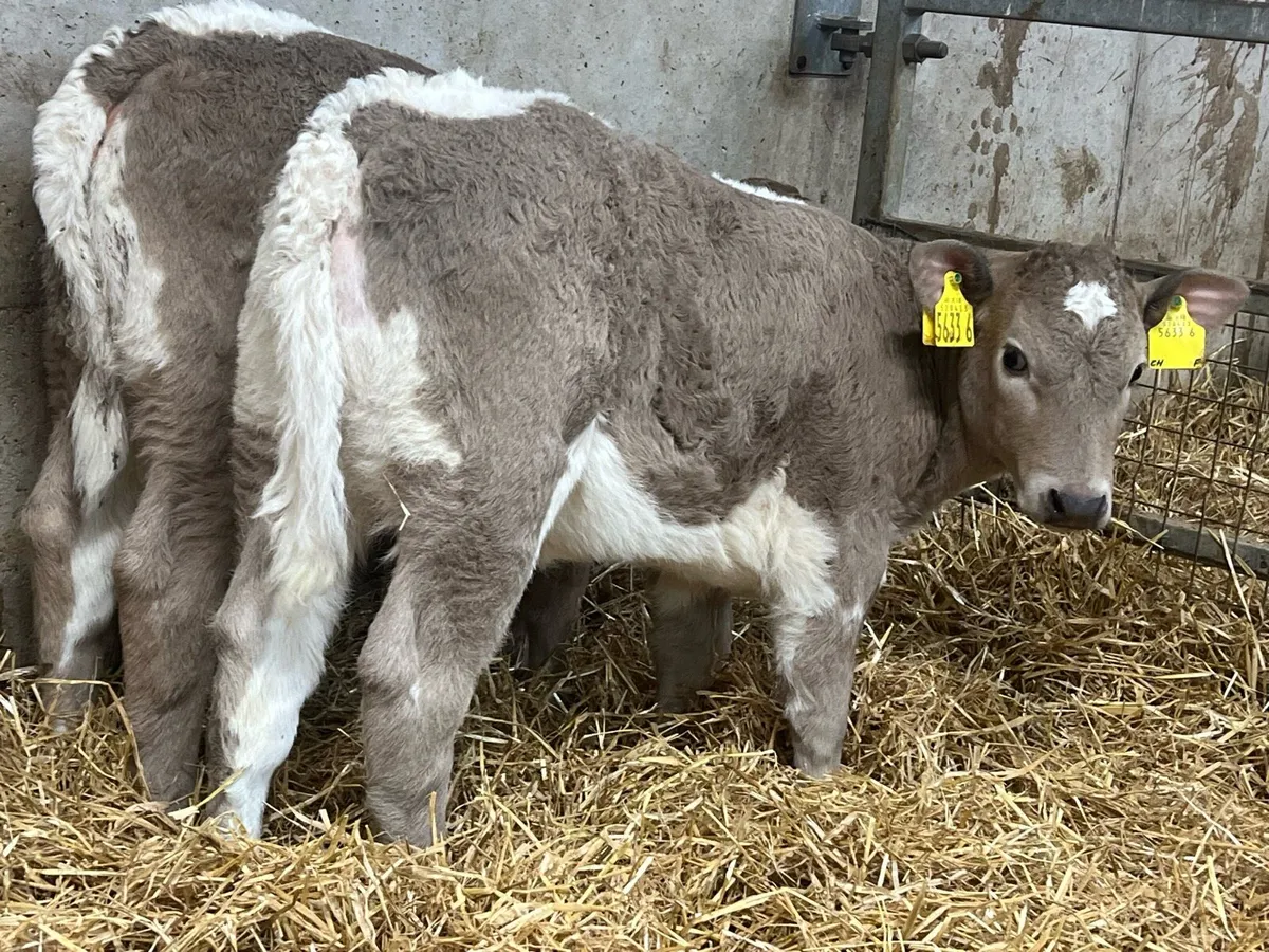 Charolais Heifers - Image 4