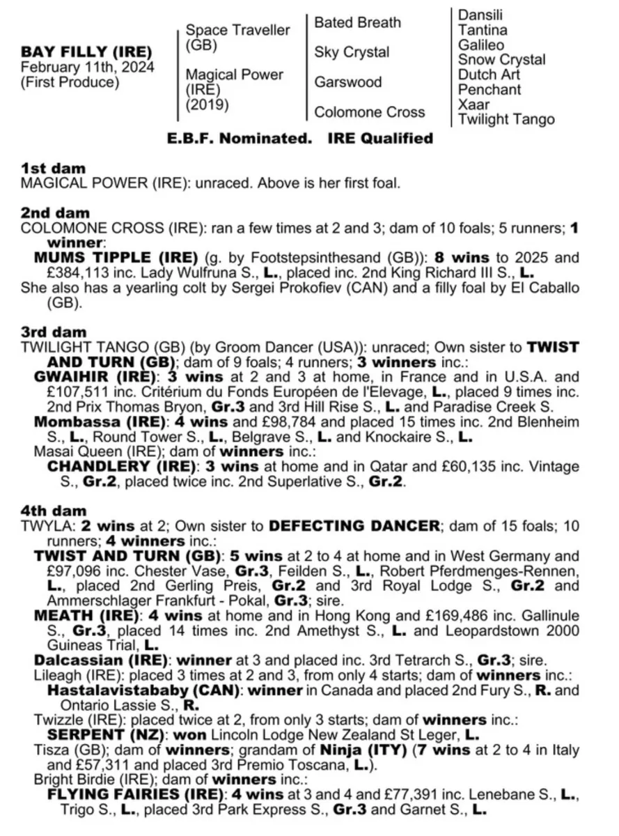 Space Traveller TB Yearling filly - Image 1