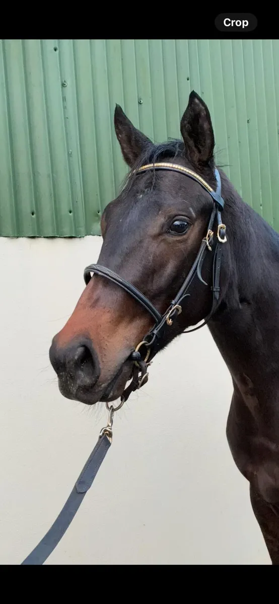 Space Traveller TB Yearling filly - Image 2