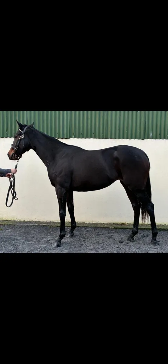 Space Traveller TB Yearling filly - Image 3