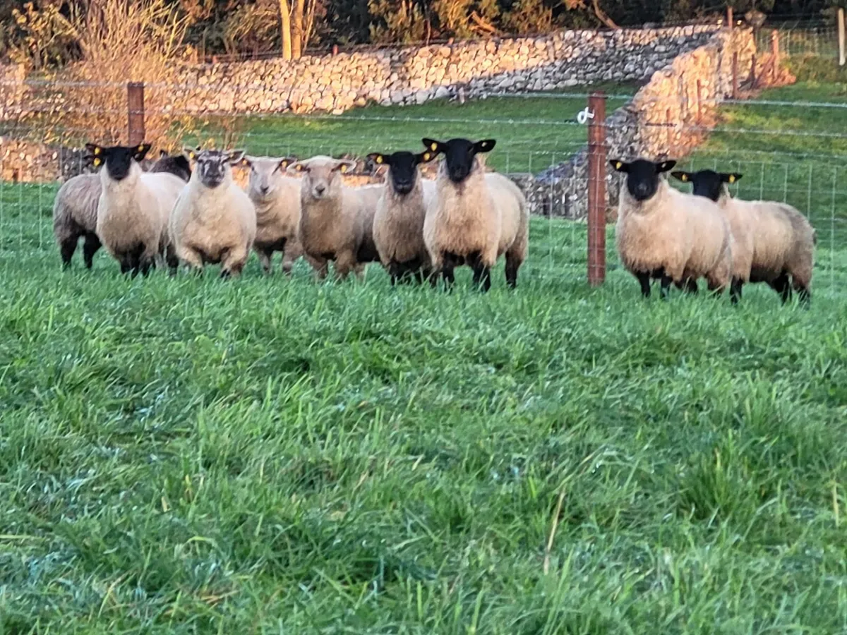 🔥50 Smashing Suffolk and Suffolk X Ewe lambs 🔥 - Image 1