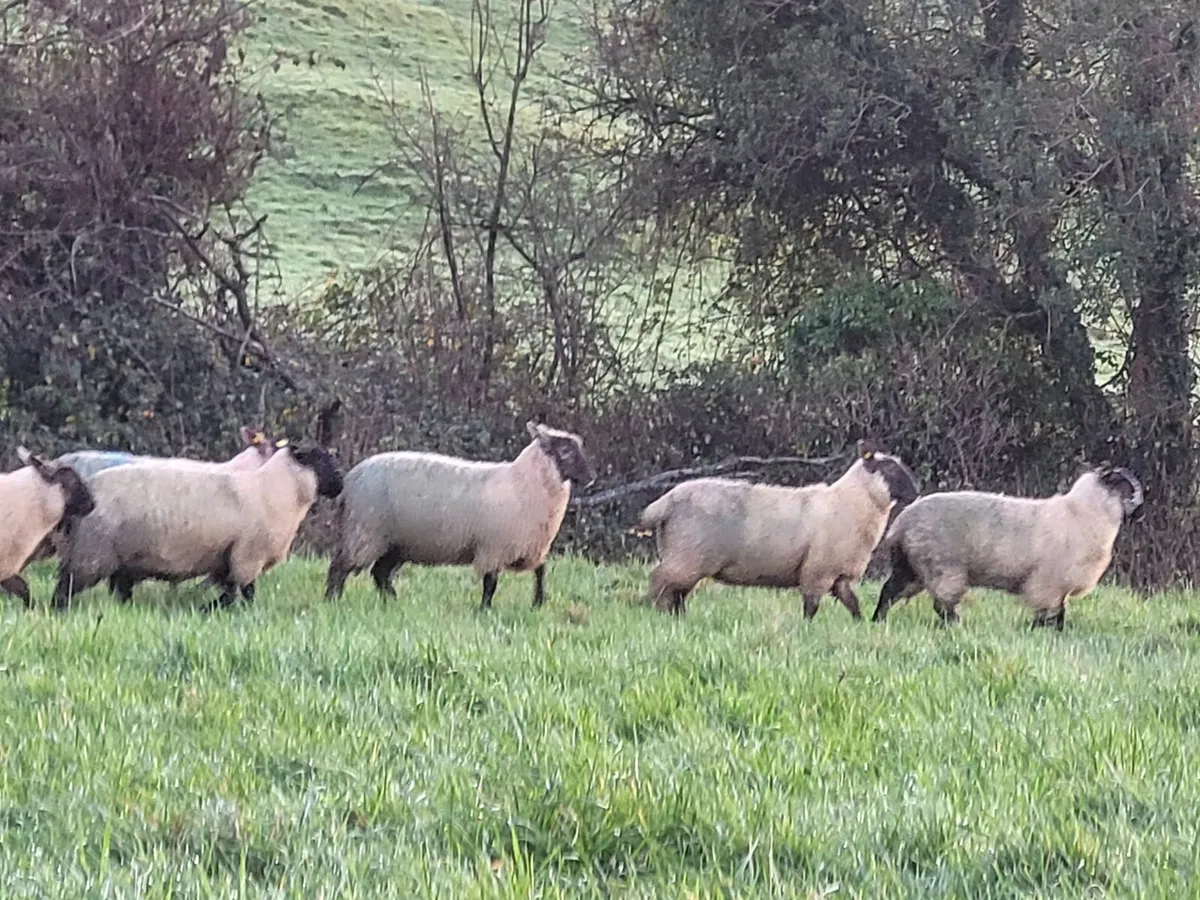 🔥50 Smashing Suffolk and Suffolk X Ewe lambs 🔥 - Image 2