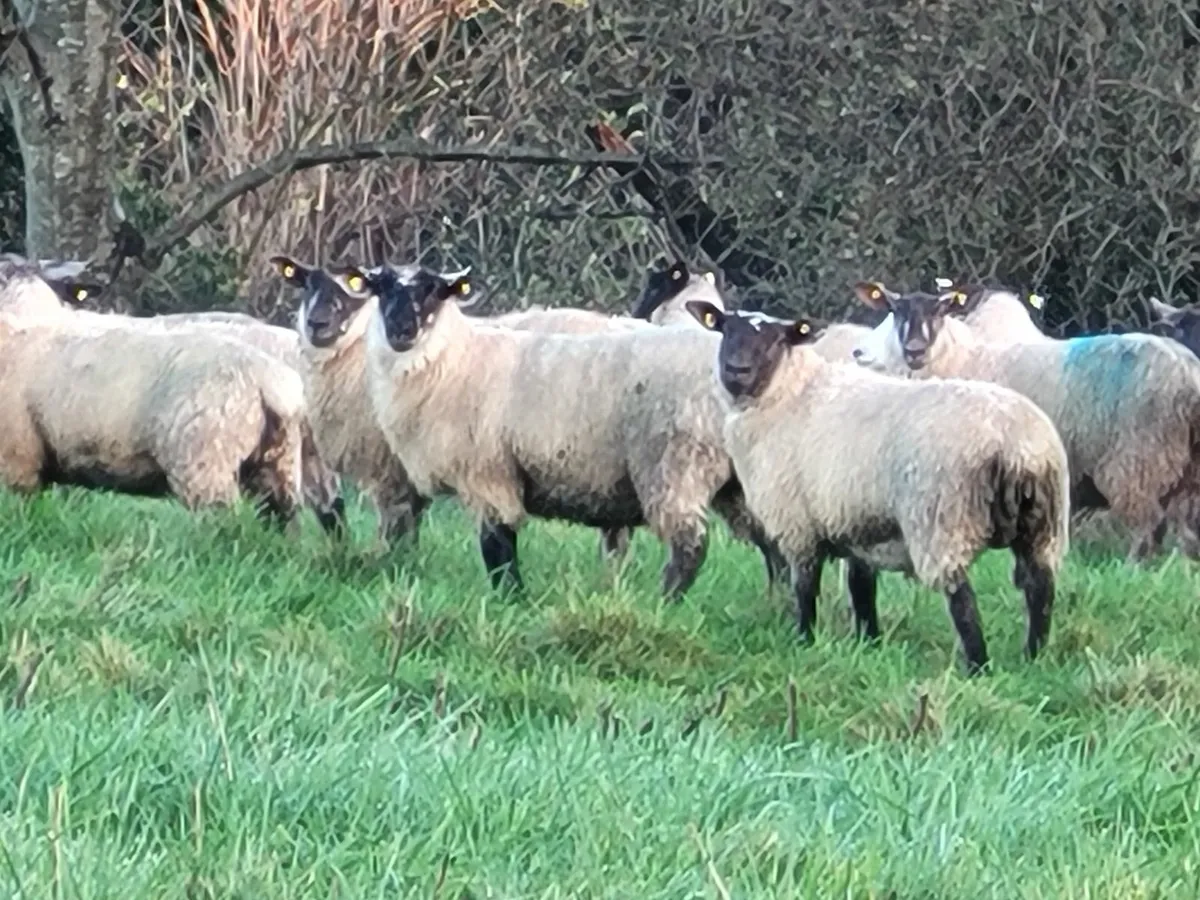 🔥50 Smashing Suffolk and Suffolk X Ewe lambs 🔥 - Image 3