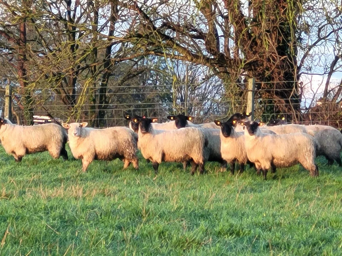 🔥50 Smashing Suffolk and Suffolk X Ewe lambs 🔥 - Image 4