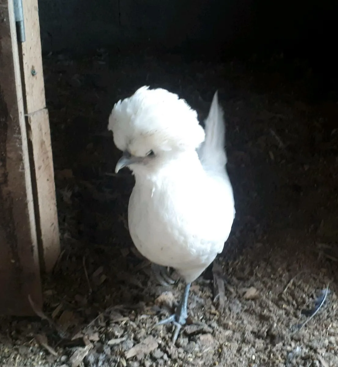 Polish Bantams - Image 1