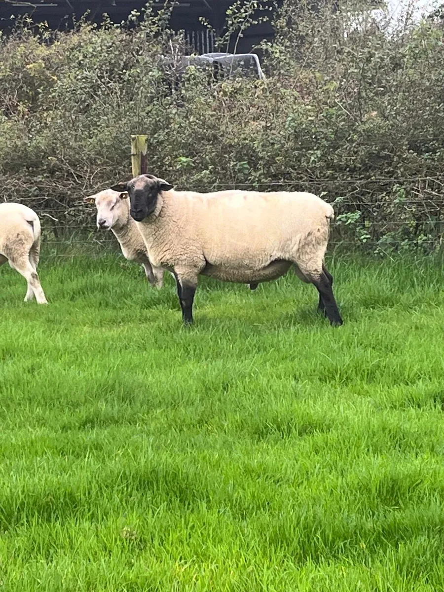 New Zealand Suffolk Ram - Image 1