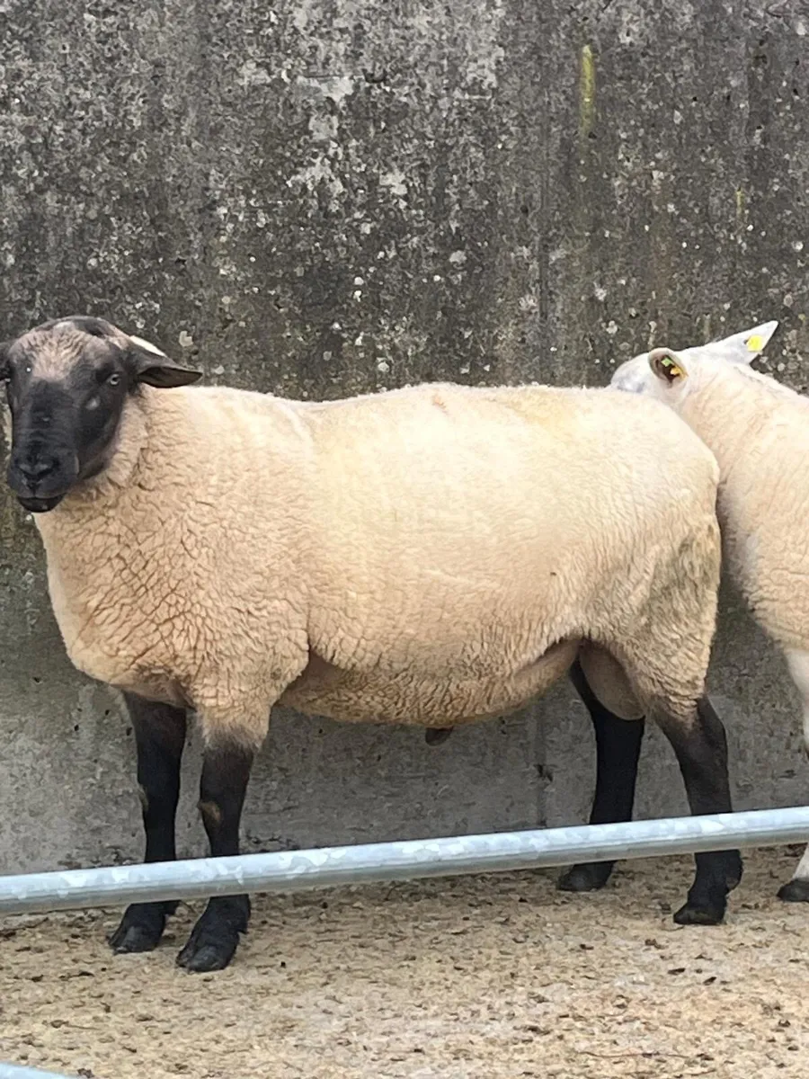 New Zealand Suffolk Ram - Image 2