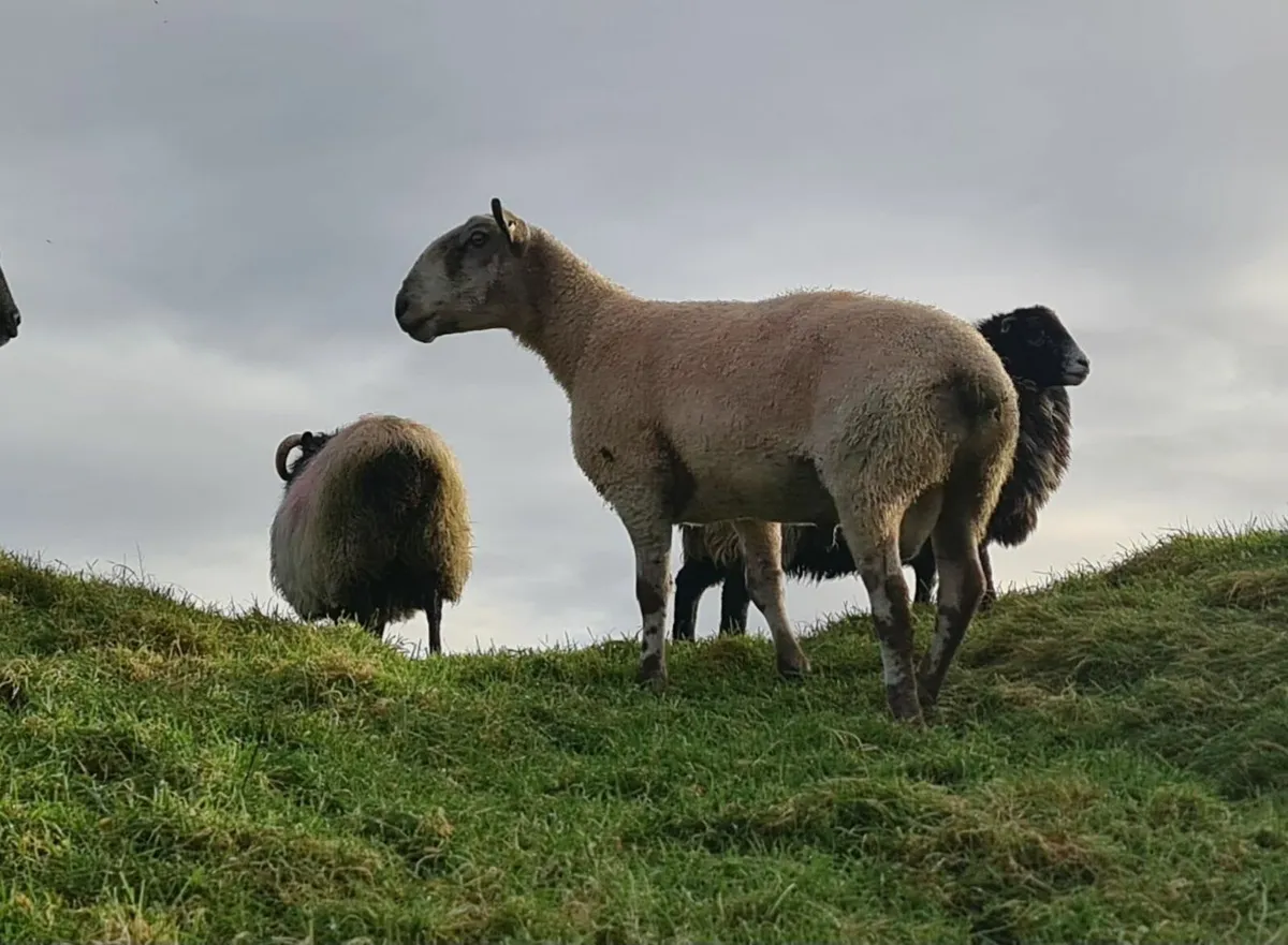 Leister Ram - Image 2