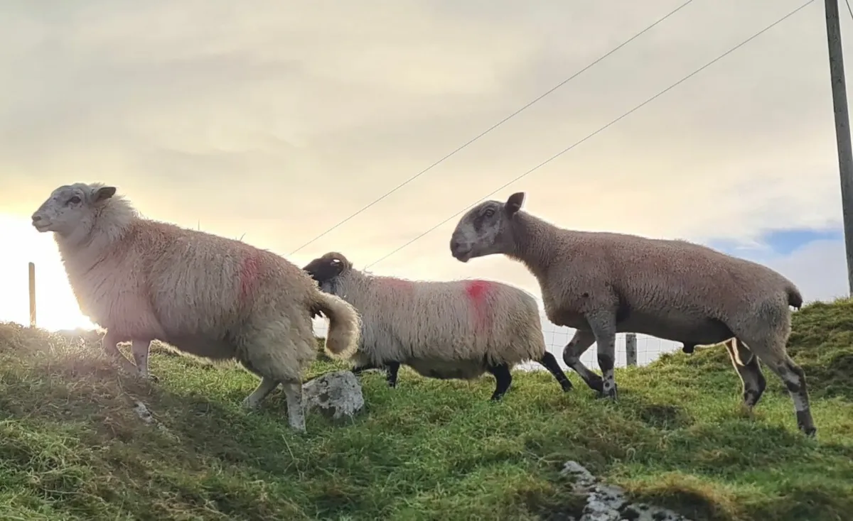 Leister Ram - Image 3