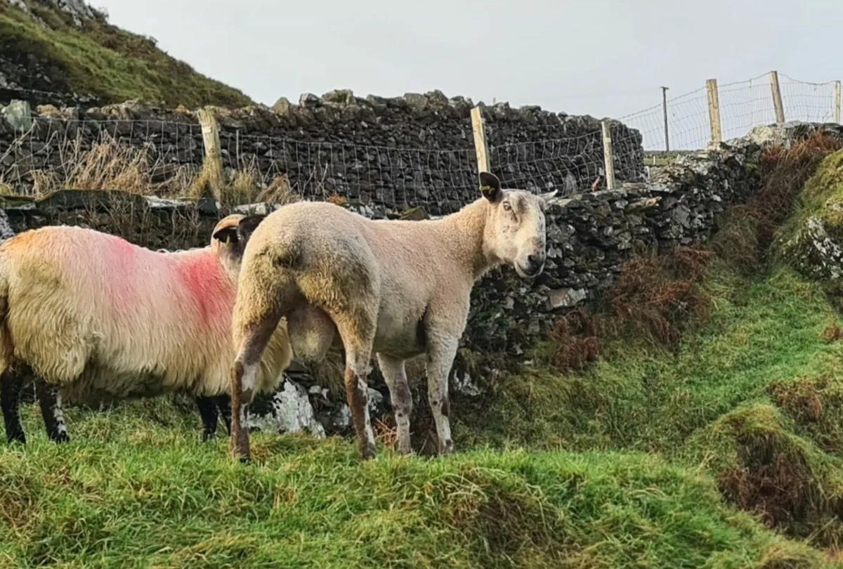 Leister Ram - Image 4