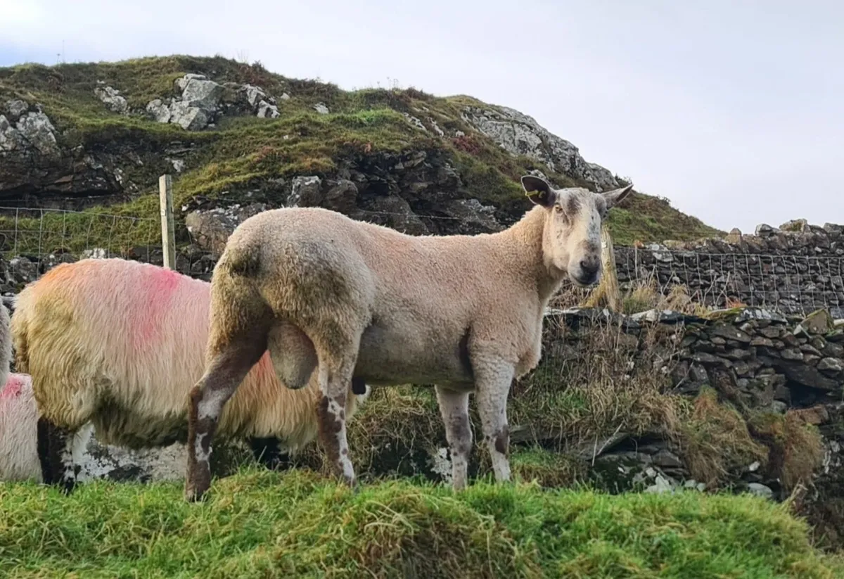 Leister Ram - Image 1