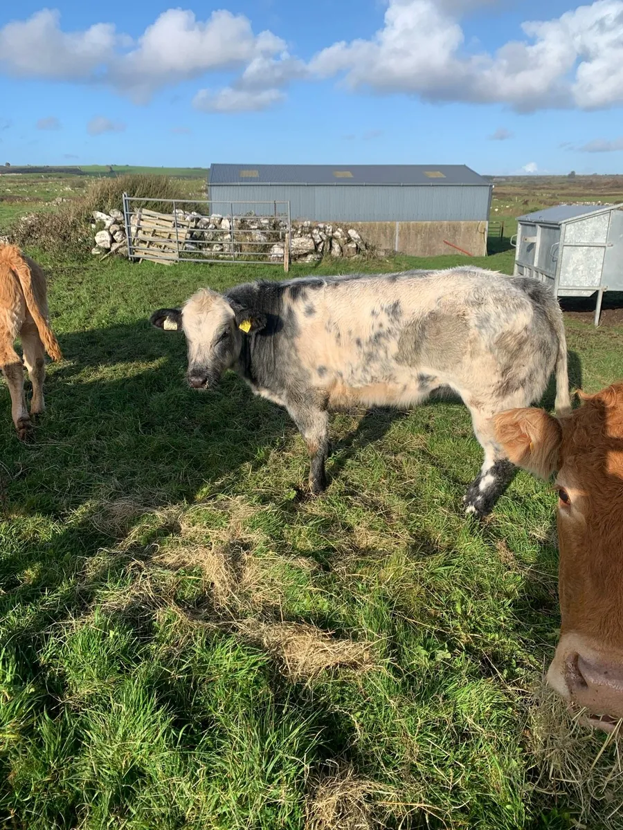 Gort mart This Thursday - Image 1