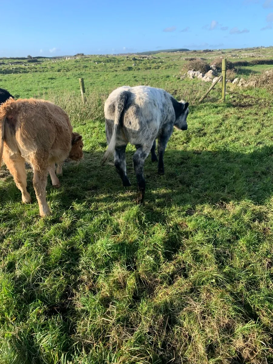 Gort mart This Thursday - Image 2