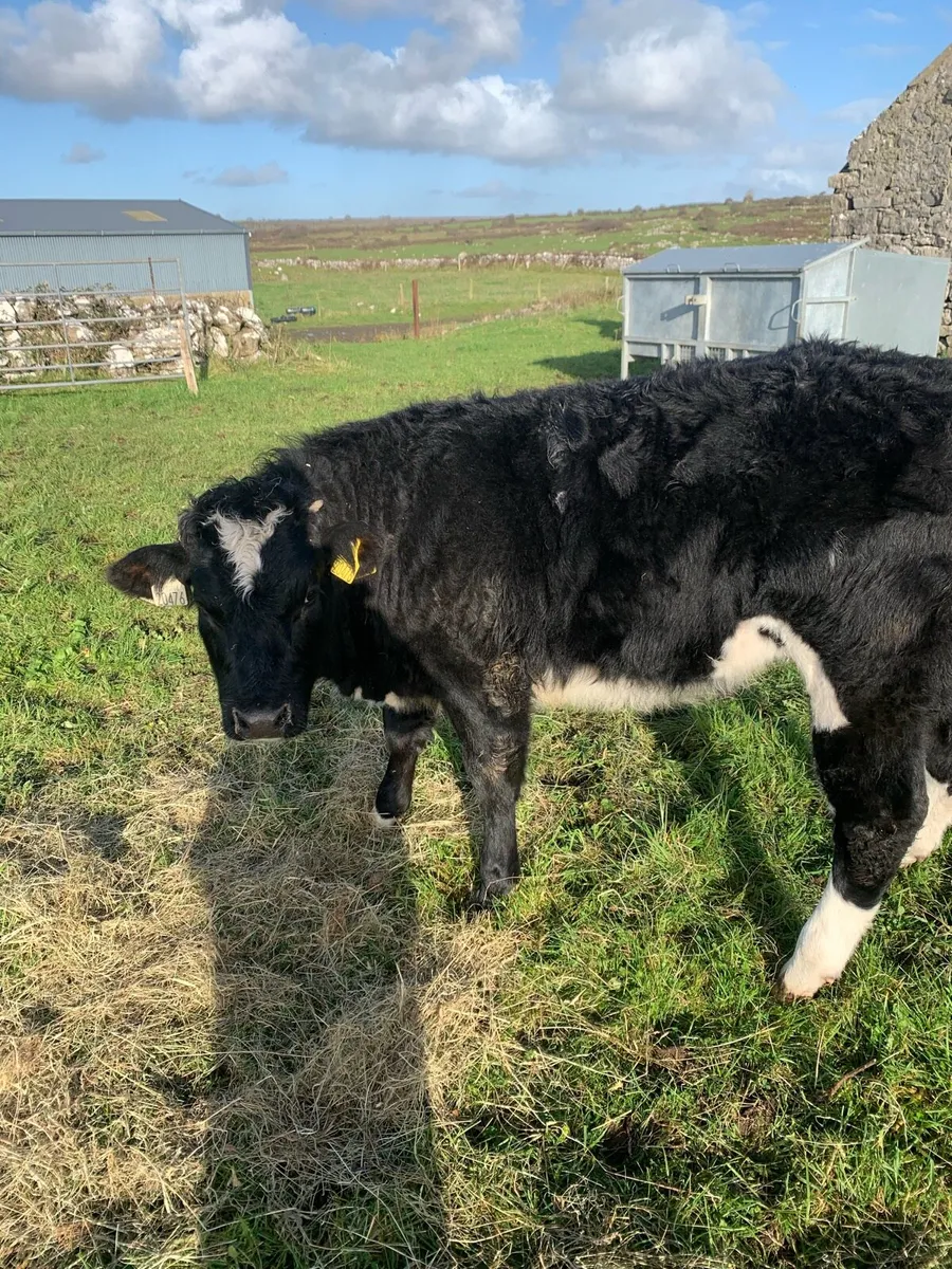 Gort mart This Thursday - Image 3