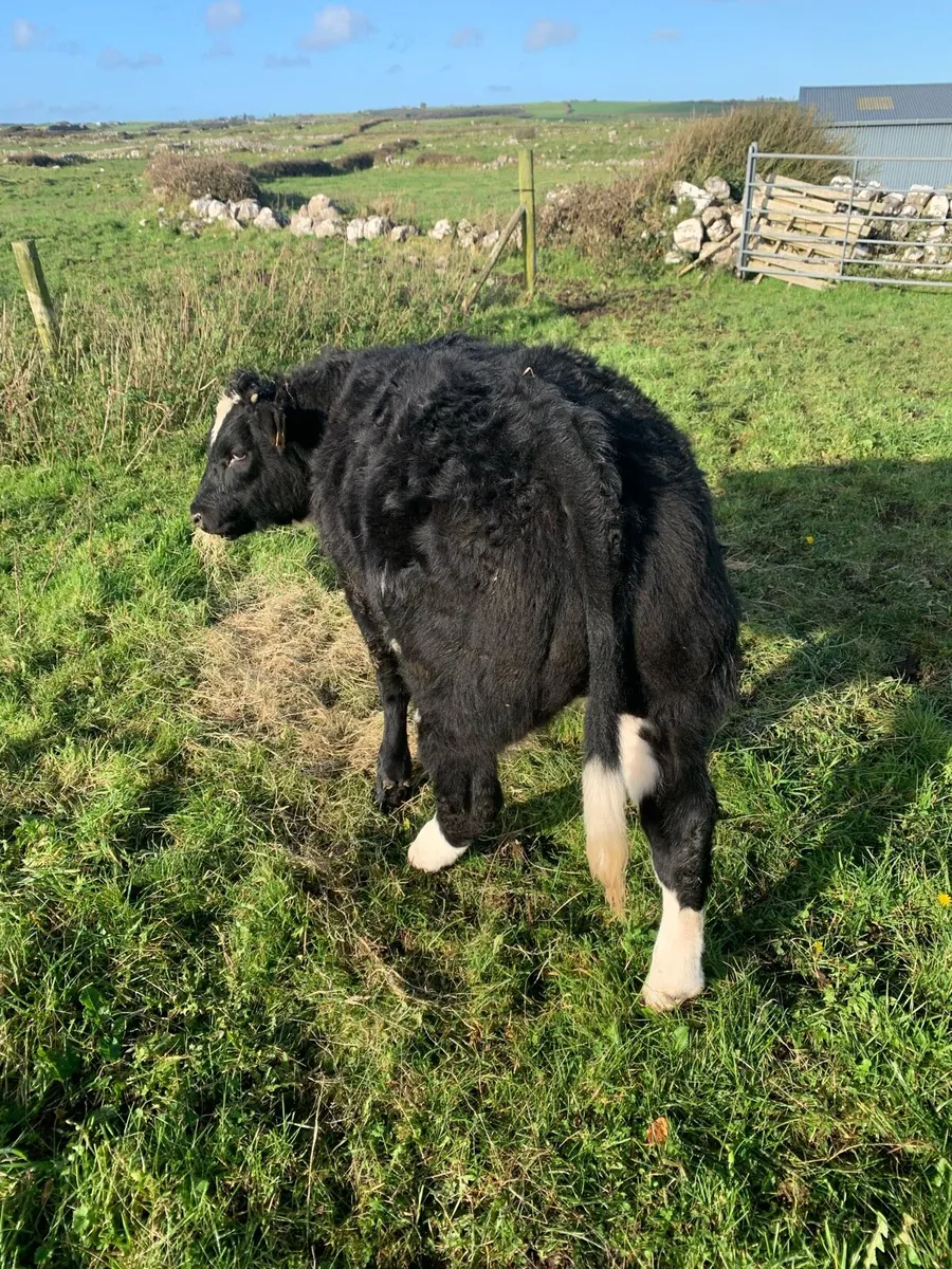 Gort mart This Thursday - Image 4