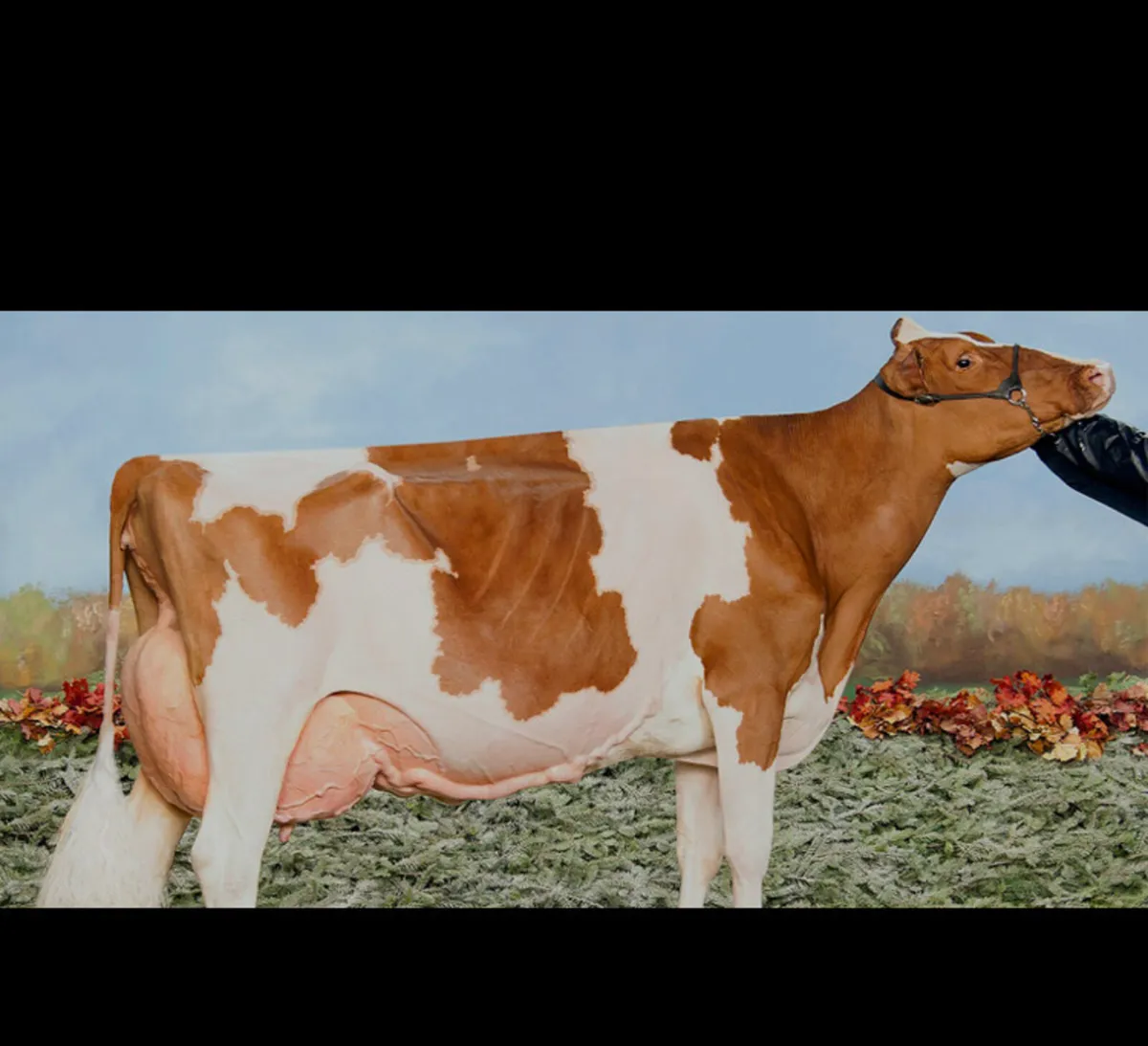 Anna Red embryos - Image 1