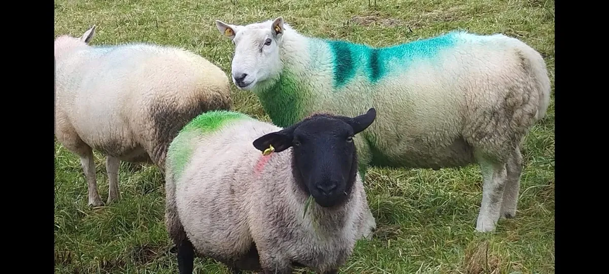 North Country Cheviot Ram - Image 2